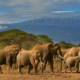 A photo of Elephants grazing and walking around the Amboseli National Park. Photo/ Amboseli Park