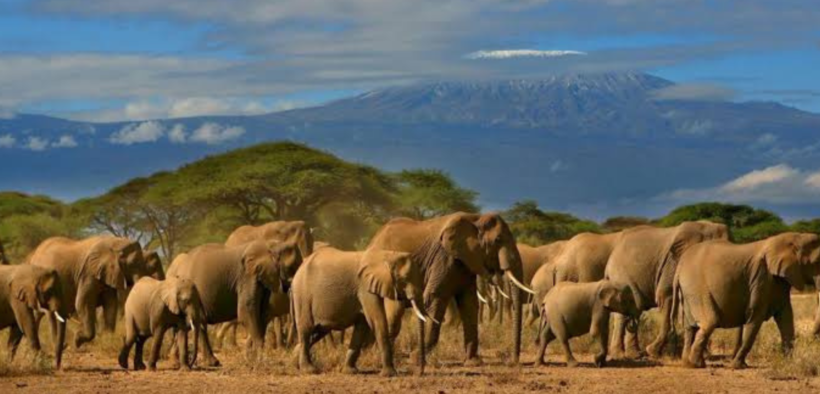 A photo of Elephants grazing and walking around the Amboseli National Park. Photo/ Amboseli Park