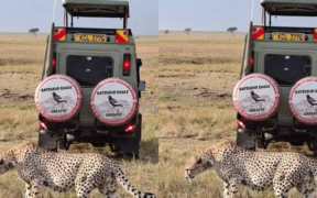 A photo showing Bateleur Eagle Safaris Limited Van during a tour in Kenya. Photo / Bateleur Eagle Safaris Limited