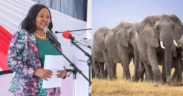 4 Arrested as CS Miano Confirms 15 Amboseli Elephants Likely Poisoned