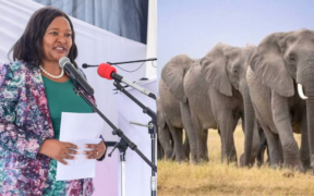4 Arrested as CS Miano Confirms 15 Amboseli Elephants Likely Poisoned