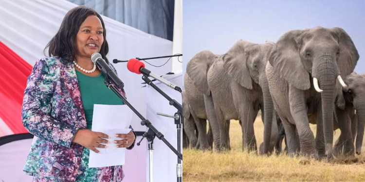 4 Arrested as CS Miano Confirms 15 Amboseli Elephants Likely Poisoned