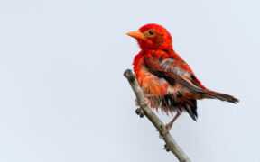 Red Weaver Bird. PHOTO/ Simon Odhiambo