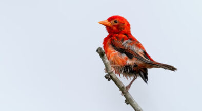 Red Weaver Bird. PHOTO/ Simon Odhiambo