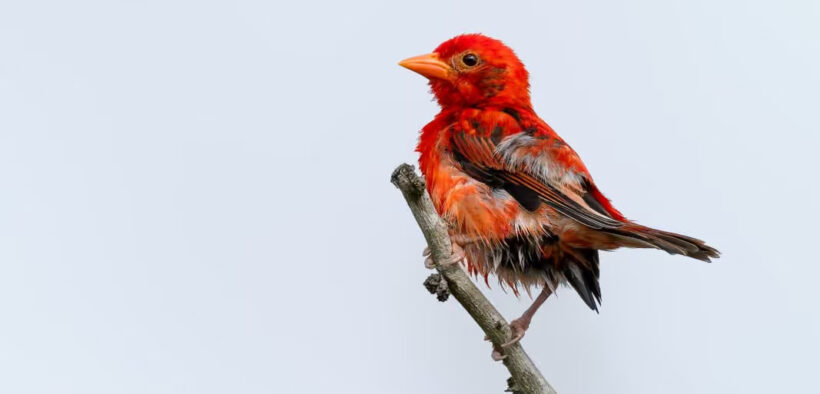 Red Weaver Bird. PHOTO/ Simon Odhiambo