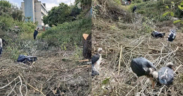 KNH Explains Why It Removed Trees That Hosted Marabou Storks