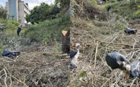 KNH Explains Why It Removed Trees That Hosted Marabou Storks