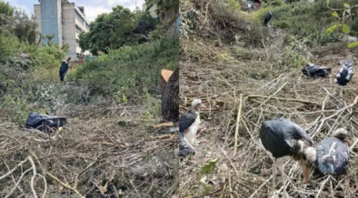 KNH Explains Why It Removed Trees That Hosted Marabou Storks
