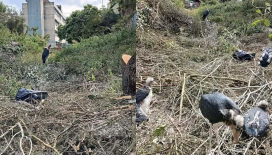 KNH Explains Why It Removed Trees That Hosted Marabou Storks