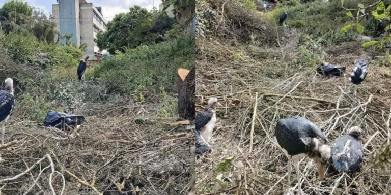 KNH Explains Why It Removed Trees That Hosted Marabou Storks