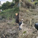 KNH Explains Why It Removed Trees That Hosted Marabou Storks