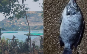 Alleged Chinese-linked fish cages in Lake Victoria have raised pollution concerns after dead fish washed ashore in Rusinga, prompting calls for action