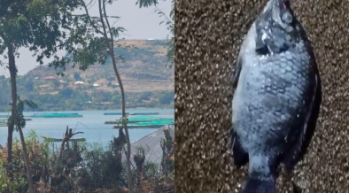 Alleged Chinese-linked fish cages in Lake Victoria have raised pollution concerns after dead fish washed ashore in Rusinga, prompting calls for action