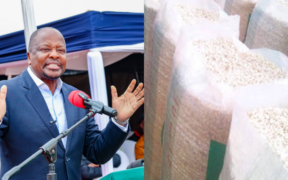 The Government is set to import 25 million bags of maize as it moves to address an expected food shortage, while CS Mutahi Kagwe unveils the AgriConnect Programme to boost agriculture.