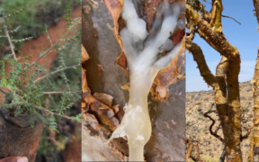 Thiong’o Wa Gachie faces backlash from Somalis over frankincense seedlings after Puntland survey, with questions raised about their origin and field research.