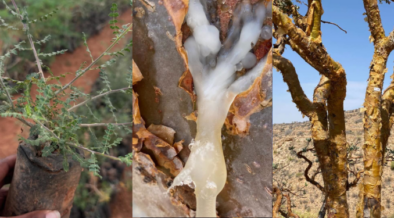 Thiong’o Wa Gachie faces backlash from Somalis over frankincense seedlings after Puntland survey, with questions raised about their origin and field research.