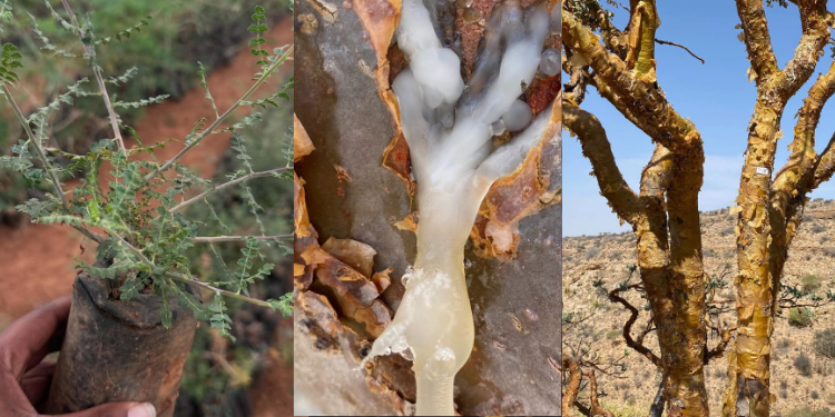 Thiong’o Wa Gachie faces backlash from Somalis over frankincense seedlings after Puntland survey, with questions raised about their origin and field research.