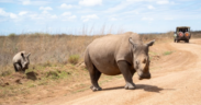 A pboto of wildlife PHOTO/KWS