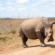 A pboto of wildlife PHOTO/KWS