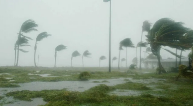 An image of strong winds along the Kenyan coast, bending palm trees. Photo / File