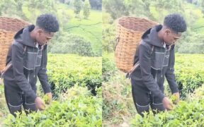 Kaluma Boy picking tea leaves PHOTO/FB