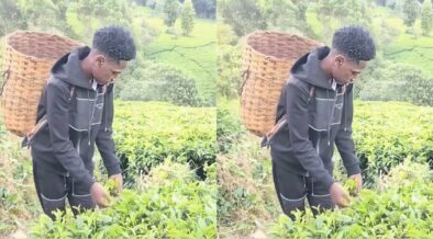 Kaluma Boy picking tea leaves PHOTO/FB