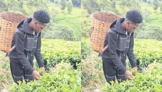Kaluma Boy picking tea leaves PHOTO/FB