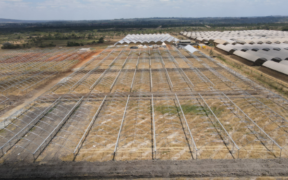 An aerial view of the blueberry greenhouse infrastructure at Kakuzi PLC. PHOTO/ File