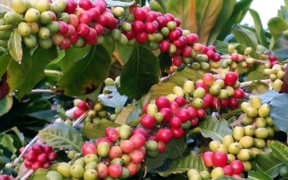 A photo of coffee plantation. PHOTO/Konajoe