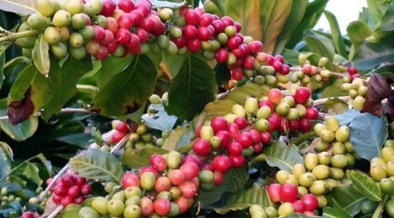 A photo of coffee plantation. PHOTO/Konajoe