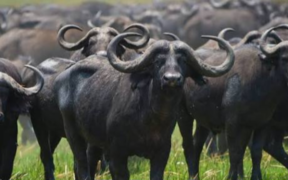 A herd of buffaloes PHOTO/Africa First