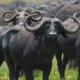 A herd of buffaloes PHOTO/Africa First